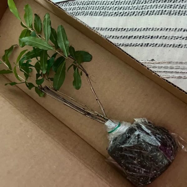 Miniatura 4 de 1 maravillosa planta de inicio vivo de granada - Árbol frutal Punica Granatum autopolinizante para climas cálidos