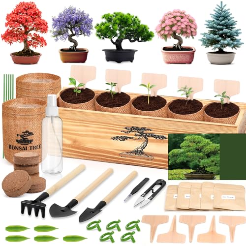 5 Pack Bonsai Tree Kit - 5 Seeds Growing Plant