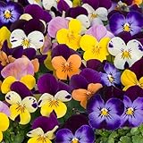Garden Ready Violas, Pack of 12