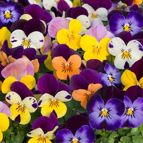 Garden Ready Violas, Pack of 12