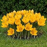 DUTCH BULBS EXCLUSIVE PLANTS FROM HOLLAND