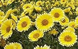 Conseils Tidy'Layia platyglossa' 200 Graines