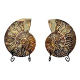 LKYLVEE Fossile di Ammonite 1 Coppia - Fetta di Conchiglia Naturale Fossile - Specimen Spirale di Ammonite Artigianato per Collezioni di Fossili e Scopi Educativi (con Base)