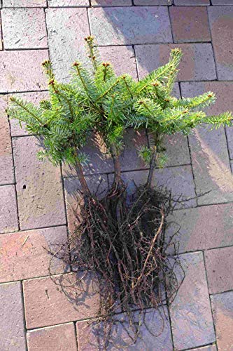 Nordmanntannen Set 10st : 5 Nordmanntannen 5j. + 5 Nordmanntannen 2j. | Weihnachtsbaum-Anzucht & immergrüne Gartenbäume | Wurzelware