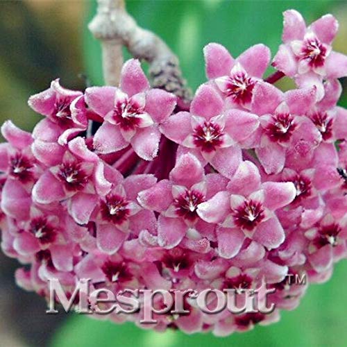Hoya Carnosa Seeds, Hoya Fleshy Flower Seeds Garden Plants, Perennial Planting 100 Seeds Houseplants
