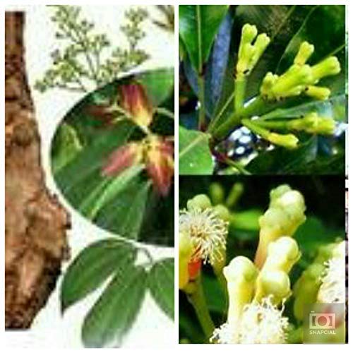 EaglesFord Clove Plant/लौंग का पौधा Good Looking 1 Healthy Live Plant for Home & Outdoor