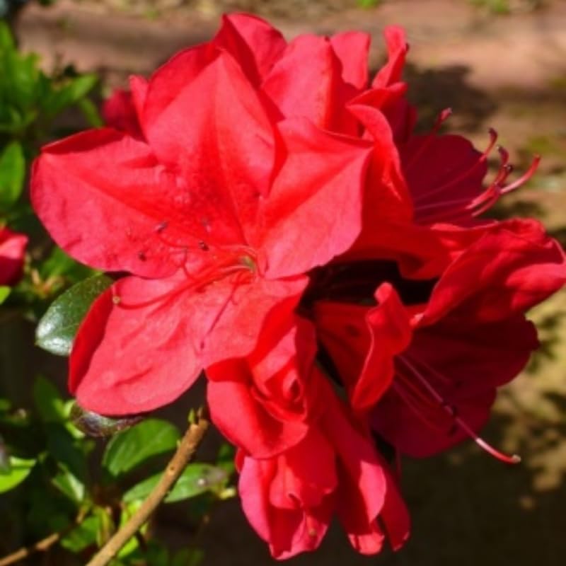 YOKEBOM Red Azalea 7 Months Old