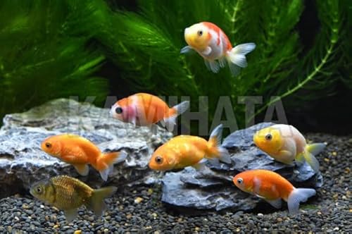 【めだか街道】協会系 ミックス らんちゅう Ｓ～Ｍ ５匹