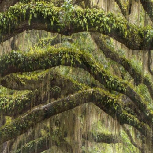 QsirBC Forest Oaks Tree Avenue Square Silk Scarf, Summer Head Scarf, Hair Scarf for Women Soft Smoothness for Travel Yoga Handkerchief Shawl Sunscreen Gift 23.6× 23.6 Inches3