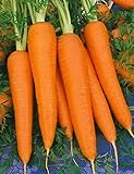 Shin Kuroda Carrot Seeds - Popular Asian Market Variety. Very Sweet & Delicious(100 - Seeds)