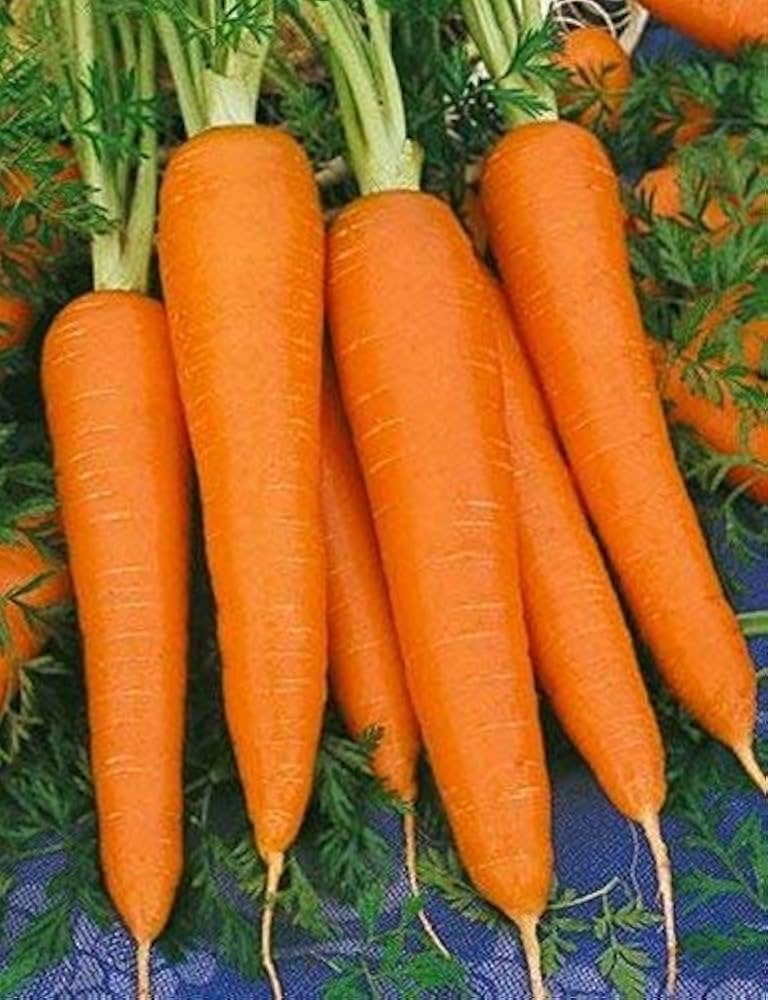 Amazon.com : Shin Kuroda Carrot Seeds - Popular Asian Market