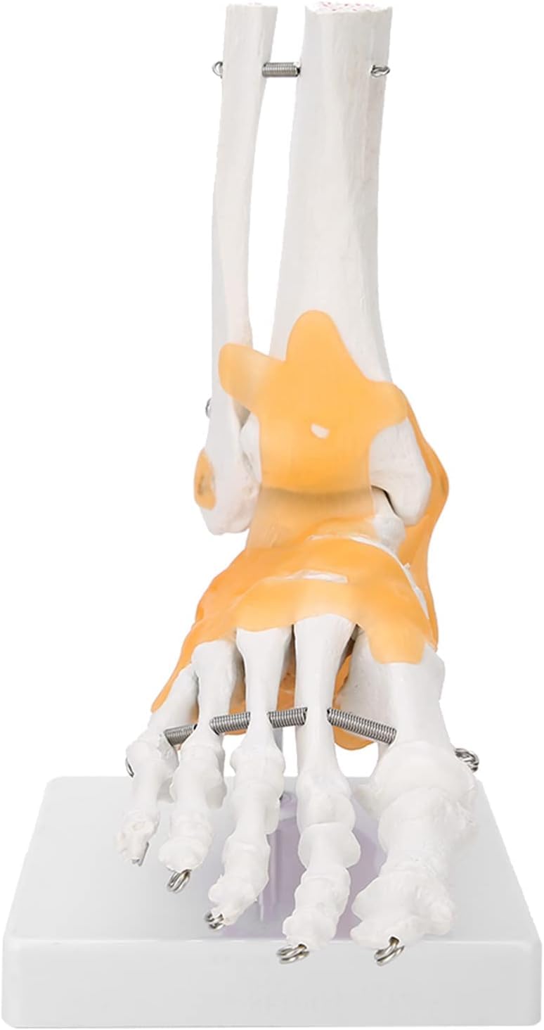 Modelo de pie anatómico humano de tamaño natural – Modelo de esqueleto de pie con ligamentos flexibles for estudio educativo de anatomía