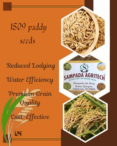 Image of Sampada Foods Agritech | Pusa Basmati Paddy Seeds 1509 | Pure Pusa Basmati Rice Seeds | For Farming Planting & Agriculture | 6 kg