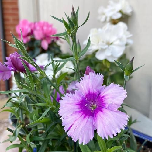 semi di garofano dolce, decorative giardino resistenti balcone 500pcs