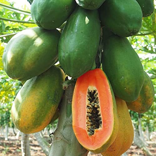 SEEDITO Taiwan Red Lady 786 F1 Hybrid Papaya Seeds, Pack of 200 Pcs