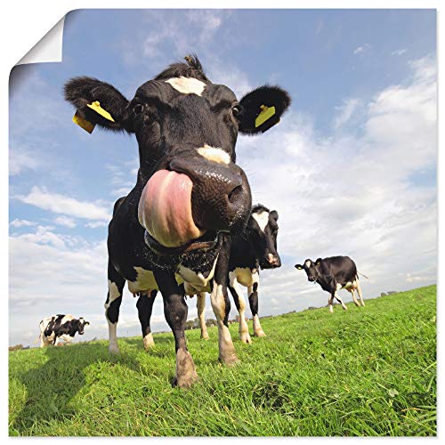 Wandbild ARTLAND Holstein-Kuh mit gewaltiger Zunge Bilder Gr B H 30 cm x 30 cm Poster Haustiere quadratisch 1 St blau Bild Metallbild Metallbilder Bilder als Alubild Leinwandbild Wandaufkleber oder Poster in versch Größen