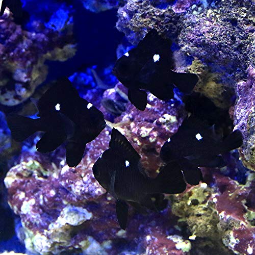 ミツボシクロスズメダイとは 気になる性格や飼育方法を詳しく解説 3ページ目 暮らし の