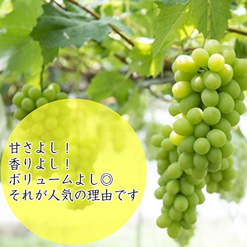 808青果店 シャインマスカット 約2kg の商品画像 3
