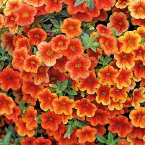 Calibrachoa Trailing Petunias Million Bells 'Orange' Plug Plants Pack x6