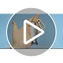 Multifunctional Acetate Fish Bag Clasp & Keychain Charm - Gold Tone Ring with Lobster Clasp, Fashion Accessory for Purse Keys DIY Decoration