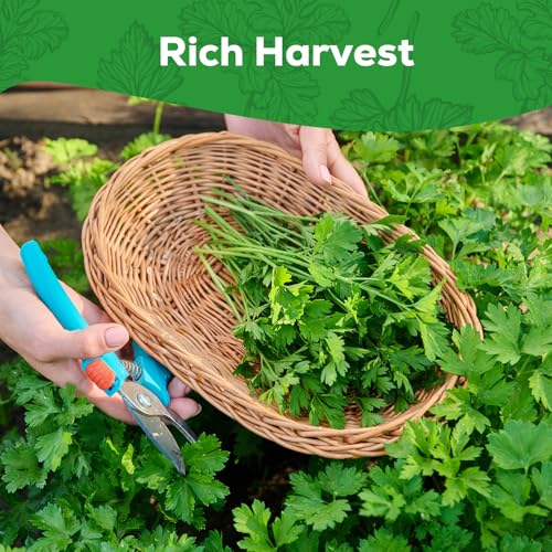 PLANTMEW Italian Giant Parsley Seeds for Planting - 500+ Heirloom, Non-GMO Seeds - Herb Seeds Packet for Plating Home Garden, Herb Garden - Indoor/Outdoor, Easy to Grow - Image 5