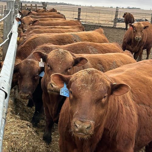 Raising Age Advantaged Cattle