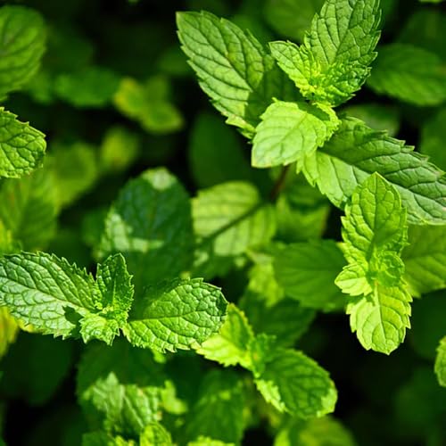 semi di menta verde, resistenti di menta piperita,aiuole rialzate da giardino acquistare da cucina giardino 900pcs