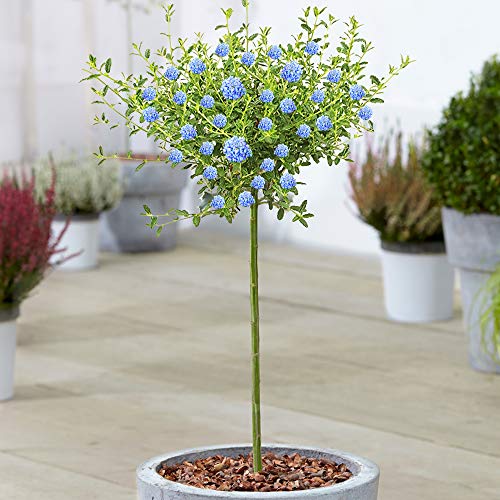 Árbol Ceanothus Concha | Lila Californiana en Maceta Árboles Ornamentales de Hoja Perenne para Jardines Pequeños | Tallo Estándar en Forma de Piruleta (70-80cm (Incl. Maceta))