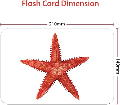 Miniatura 7 de Hungry Brain Partes del cuerpo y criaturas marinas - Tarjetas de desarrollo cerebral para bebés