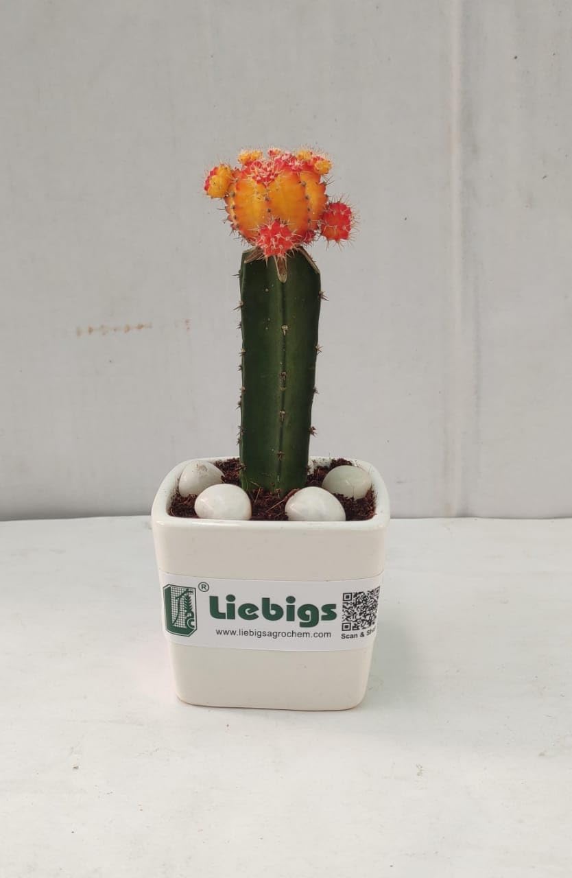 Liebigs Air purifier Grafted bicolour Moon cactus Air purifier indoor Low maintenance Live plants (B0BDLQ6687) Amazon Price History, Amazon Price Tracker