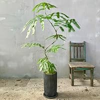 jhgdk⑩　エバーフレッシュ曲がり仕立て　⑦オリーブ2苗セット 51BcfptKsJL._SS200_.jpg