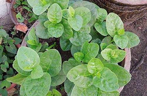 Semillas de espinaca, hojas de espinaca Buffalo Vegetable Seeds, Jardín Ceilán espinaca Seeds 30 partículas/bolsa