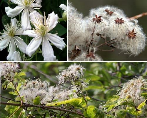 Old Man's Beard Clematis Vitalba 50+ Seeds