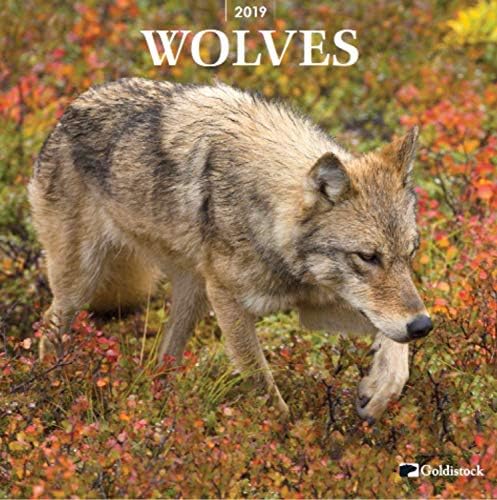 2019 Large Wall Calendar -"Wolves" by Goldistock - 12" x 24" (Open) - Thick & Sturdy Paper - Join The Pack