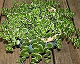 Sedum Tetractinum Pflanzensamen grün 60 Stück