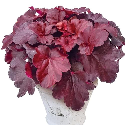 花苗 ヒューケラ ドルチェ チェリーコンポートPVP 2株 / 国華園 24年春商品 花苗 ヒューケラ ドルチェ チェリーコンポートPVP 2株 / 国華園 24年春商品