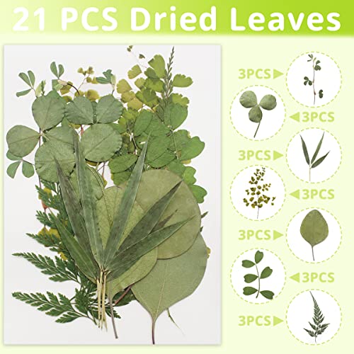 Cinvo 63 Pcs Real Dried Pressed Leaves Natural Assorted Dried Greenery with Tweezer for Resin Candle Jewelry Soap Nail Pendant Phone Case Art Craft DIY Embellishment Decorations(2023 - Image 2