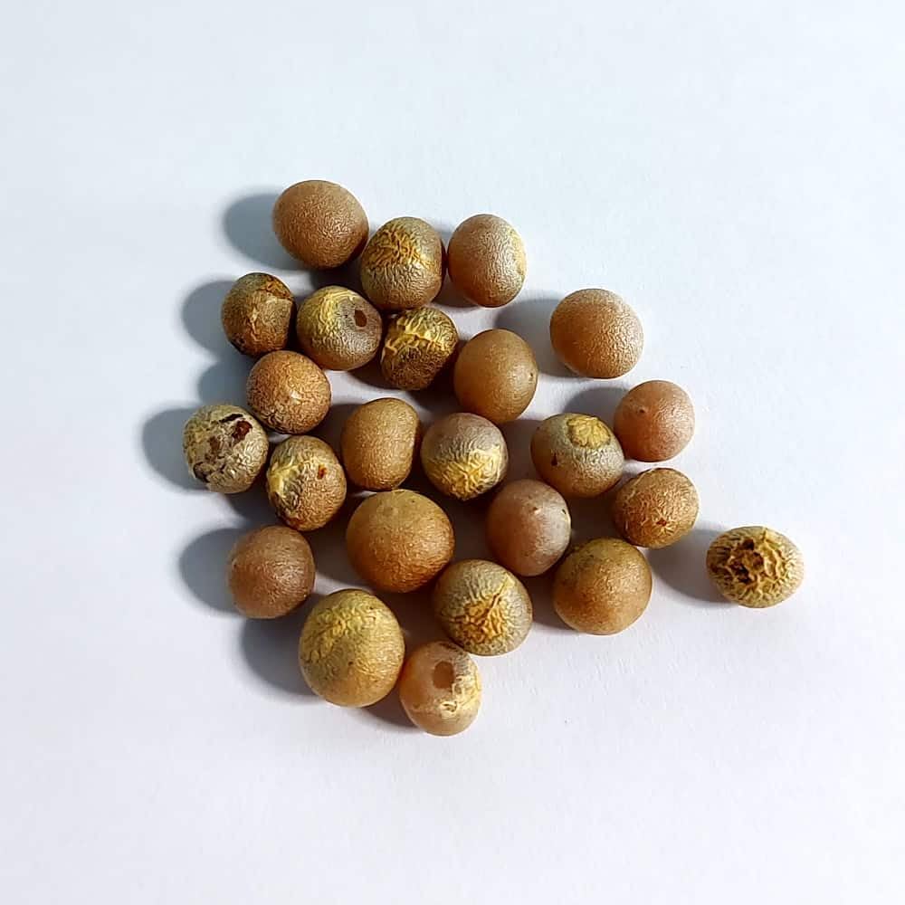 ③【希少】ドラセナ ドラコ/Dracaena draco※本物 種子50粒 ドラセナ・ドラコ(竜血樹)(Dracaena draco) : 多肉植物