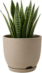 Vaso Polietileno Cor Bege Para Plantas Jardim Sala Luxo escovado bojo pequeno Com Prato