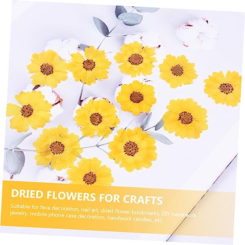 Flores Secas Margaritas 72pcs para Manualidades miniatura 7