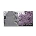 "Cherry Blossoms 2014-5" Artwork by CATeyes, 16 by 32-Inch Canvas Wall Art