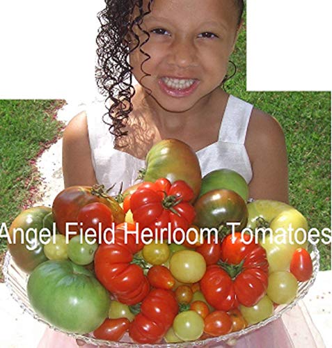 PLAT FIRM Germination Seeds: 200 Mixed Heirloom Tomato Seeds Organic Garden Angel Seeds Non-GMO