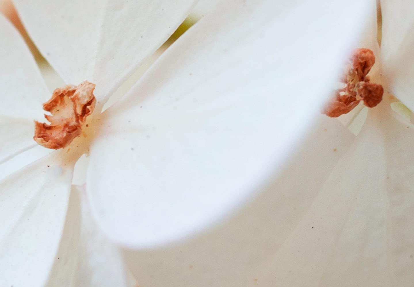 murando - Leinwandbild weiße Hortensie Natur, Schlafzimmer, Wohnzimmer | Hochwertige Leinwand, sofort aufhängbar, ideal fürs Wohn- oder Schlafzimmer, wasserfest und lichtecht, langlebig, stilvoll