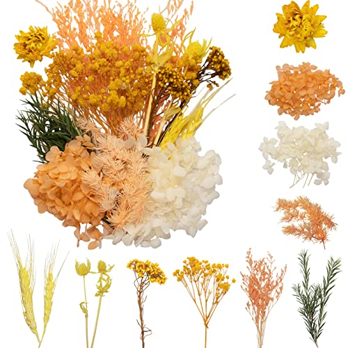 Amazon.de Best Sellers The most popular items in Dried Flowers