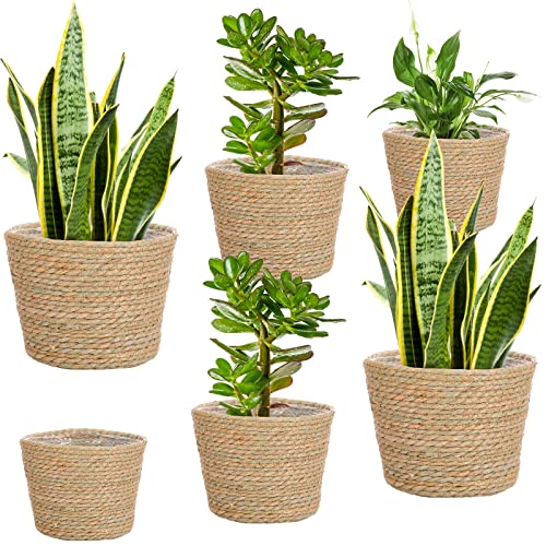 Mumufy 6 Pcs Seagrass Planter Basket Flower Pots Cover Plant Baskets Hand Woven Plant Basket Storage Containers with Plastic Liners for Indoor Outdoor Flower Pots Decoration 10, 7, 8.3 Inch(Classic)