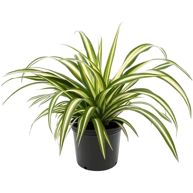 Spider Plant, Indoor Variegated Foliage Plant in Black Pot, Green and White-image-11