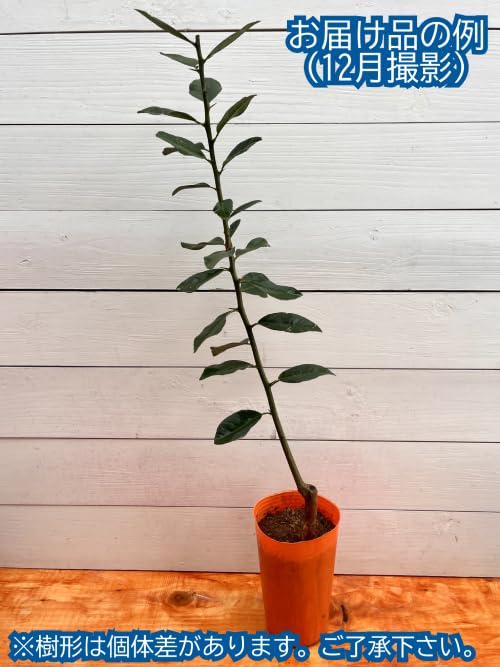 Amazon.co.jp: マイヤーレモン 4.5号(直径13.5cm) ポット苗 ベランダ