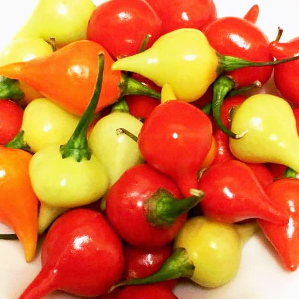 Amazon.co.jp: とうがらし ビキーニョ Biquinho Pepper 9cmポット苗