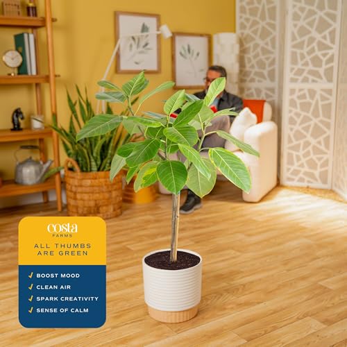 Image of Costa Farms Ficus Audrey Tree Live Plant in Decorative Pot, Large Indoor Houseplant, Perfect for Home, Room, or Office Decor, Great House Warming or Birthday Gift, 2-3 Feet Tall