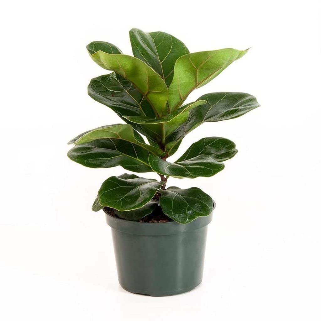 Creative Farmer Garden Plant Ficus Lyrata, 8.5 Cm Pot Low Light Plants (Exotic Healthy Live Plant) (B09TY179GK) Amazon Price History, Amazon Price Tracker